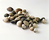 Clams and cockles with drops of water