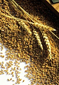 Wheat Grains and Wheat Ears