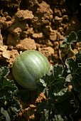 Eine Charentais-Melone auf dem Feld, Frankreich