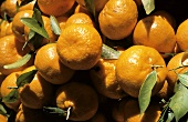 Many Mandarin Oranges with Leaves