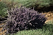 Ein Busch blühender Lavendel (aussen)