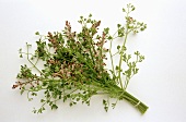 Bunch of fresh fumitory with flowers