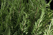 Fresh rosemary (close-up)