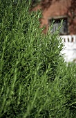 Fresh rosemary in garden in front of house (close-up)