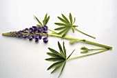 Lupin (flower and leaves)