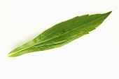 A golden rod leaf (Solidago virgaurea)
