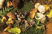 Ceps and horns of plenty on mossy surface