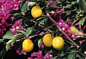 Yellow Plums Hanging on a Branch