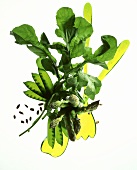 Salad: rocket, asparagus, mangetouts, sunflower seeds