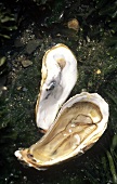 Half an oyster shell & oyster flesh (Cancale oysters)