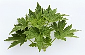 Motherwort (without flowers, on white background)
