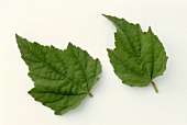 Two marsh mallow leaves