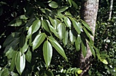 Leaves of the cinnamon tree