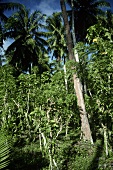 Vanilleorchideen klettern an Bäumen auf der Ile de la Reunion
