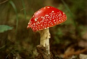 Poisonous toadstool: fly agaric in wood (Amanita muscaria)