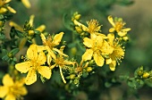 St. John's Wort in flower