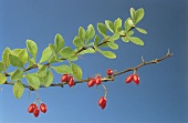Barberry branch against blue background