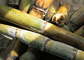 Closeup of Sugar Cane