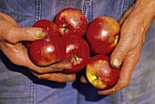 Mann hält rote Äpfel in den Händen (Ausschnitt)