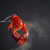 Boiled lobster in tongs above steam against dark background