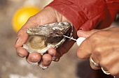 Hände öffnen Cancale-Auster (Frankreich) mit Messer