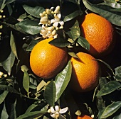 Orangen & Orangenblüten am Baum (Ausschnitt)