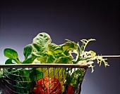 Assorted Lettuce in a Wire Basket