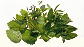 Assortment of Fresh Herbs