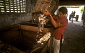 Frische Kakaobohnen werden in Großschütten gelagert