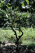 Cacao tree with fruits (Ilheus, Brazil)