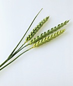 Three young ears of wheat