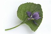 A Single Purple Orchid