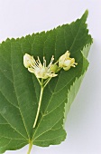 Lime blossom on lime leaf