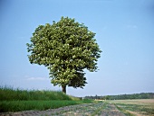 Flowering chestnut tree by the roadside