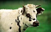 Schwarz-weiss gefleckte Kuh aus der Bretagne auf Wiese