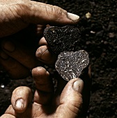 Hands holding halved black truffle above soil
