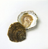 Eine geöffnete Belons Auster