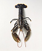 A Canadian lobster
