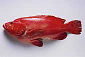 Strawberry perch (sea fish)