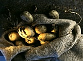 Potatoes in a potato sack