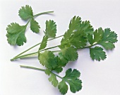 Cilantro