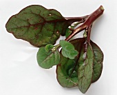 Japanese basil (Basela malabar)