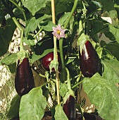 Aubergines on the plant (close-up)