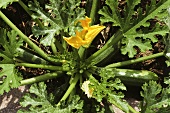 Courgette plant with flowers and fruits