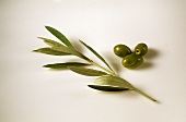 Drei grüne Oliven & Olivenzweig