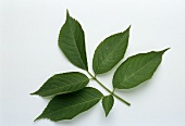 Elder leaves (Sambucus nigra)