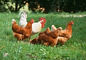 Hühner auf der Wiese