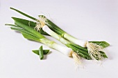 Three spring onions (with roots) on white background