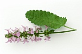 Betony (Stachys officinalis) sprig with flowers and leaf