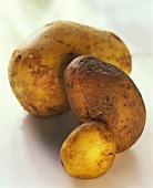 Drei Kartoffeln: Sieglinde, Agria und Spunta